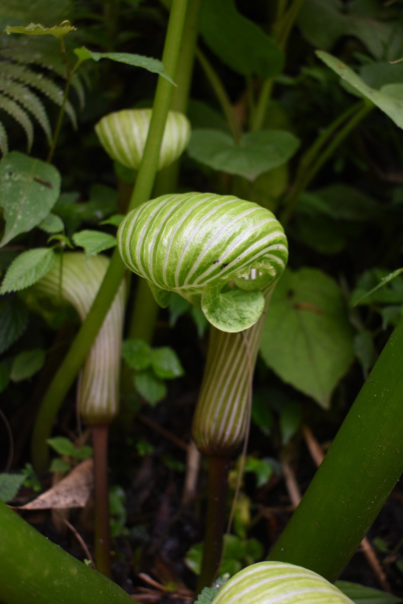 Arisaema galeatum photo 8