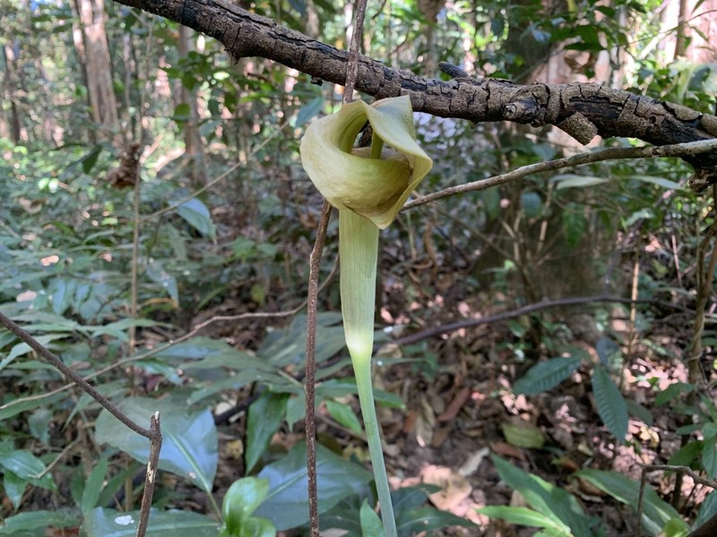 Arisaema garrettii