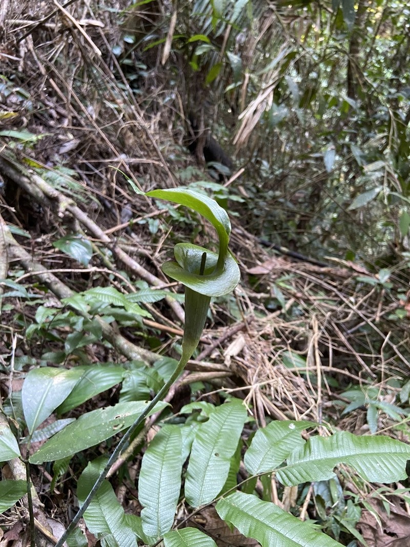 Arisaema garrettii photo 2