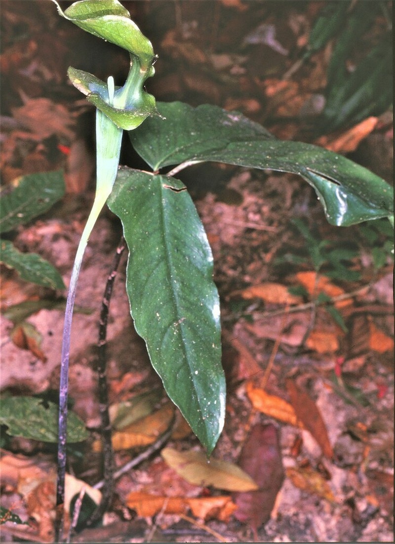Arisaema garrettii photo 3