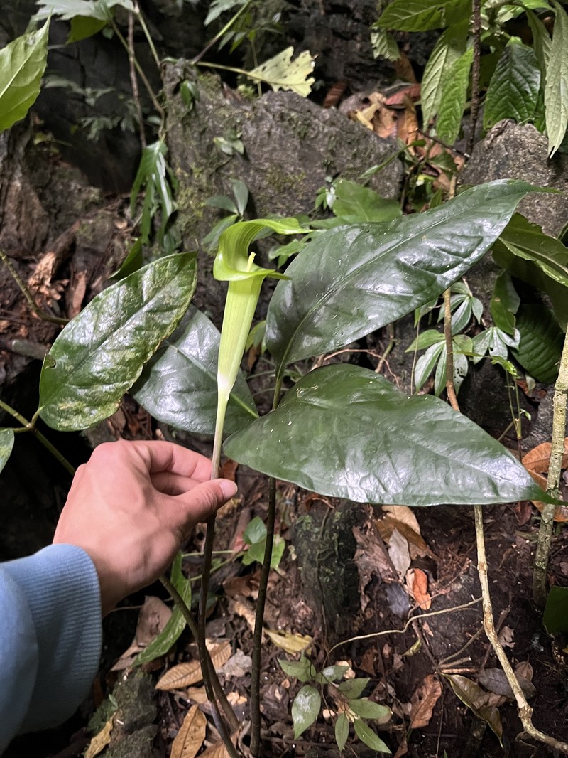 Arisaema garrettii photo 5