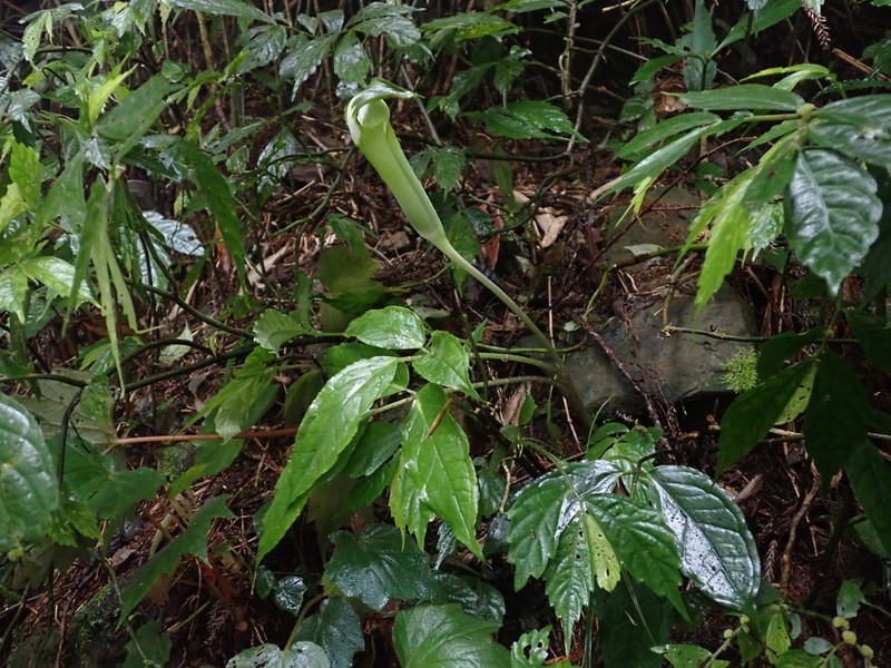 Arisaema grapsospadix