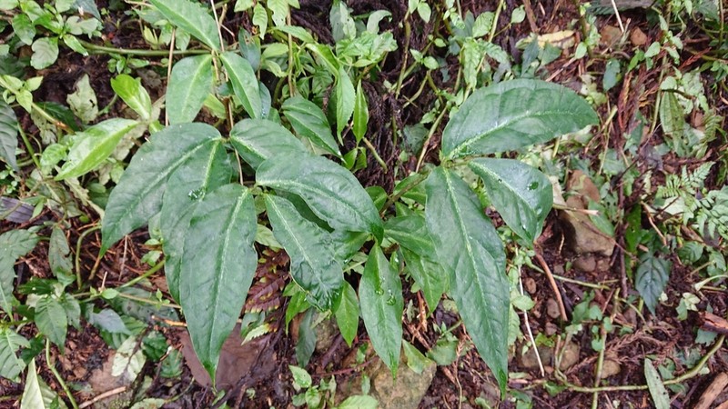 Arisaema grapsospadix photo 2