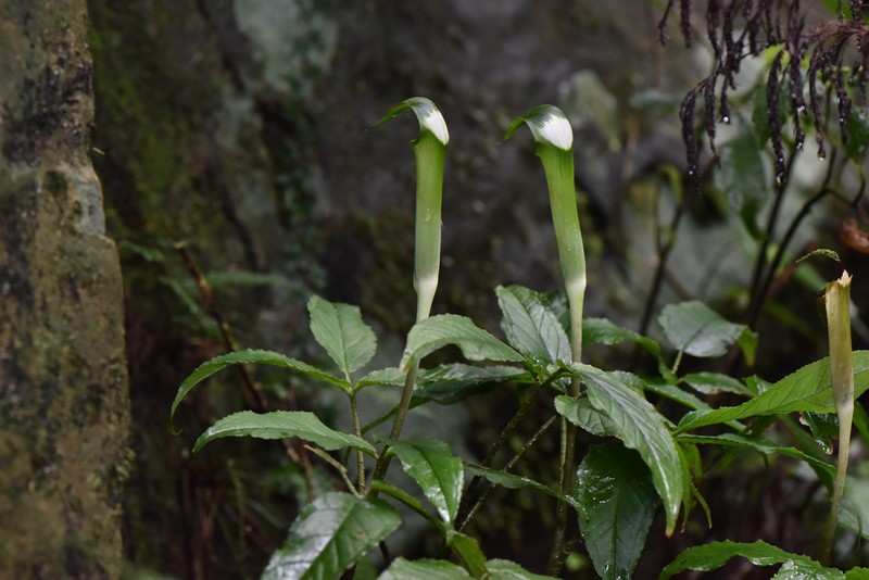 Arisaema grapsospadix photo 3