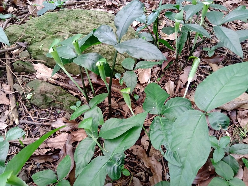 Arisaema grapsospadix photo 4