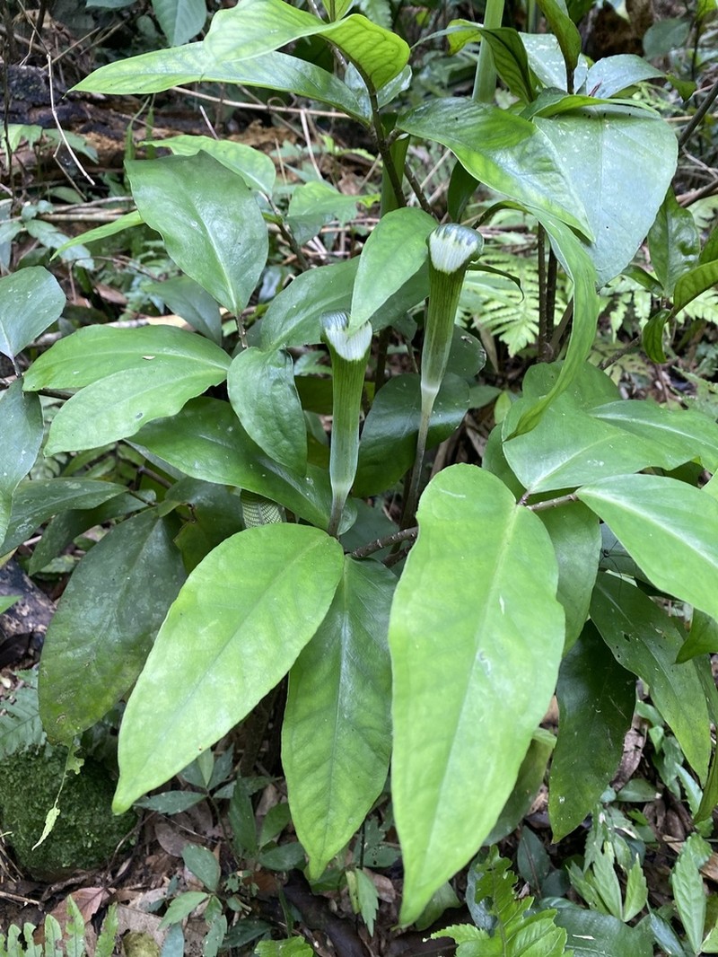 Arisaema grapsospadix photo 5