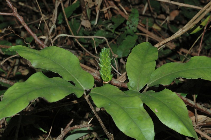Arisaema grapsospadix photo 6