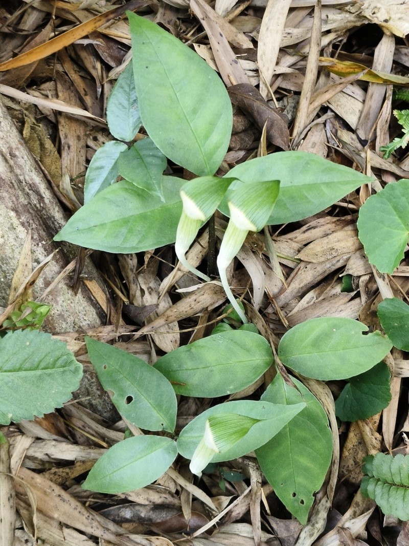 Arisaema grapsospadix photo 8
