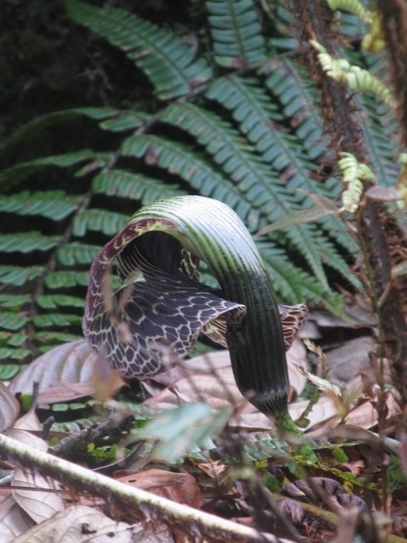 Arisaema griffithii