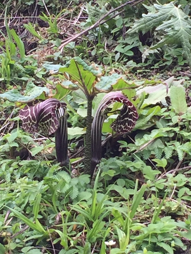 Arisaema griffithii photo 2