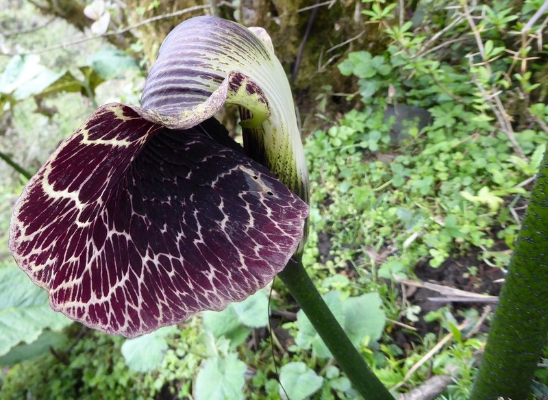 Arisaema griffithii photo 3