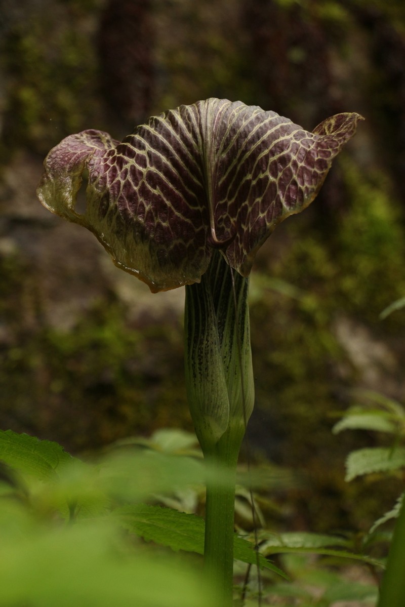 Arisaema griffithii photo 4