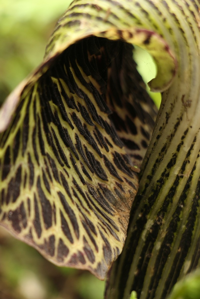 Arisaema griffithii photo 5