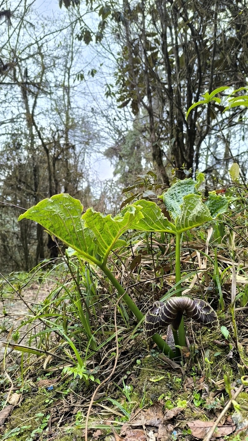Arisaema griffithii photo 6