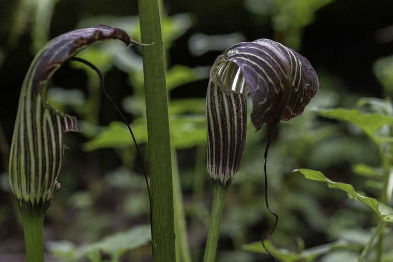 Arisaema griffithii photo 7