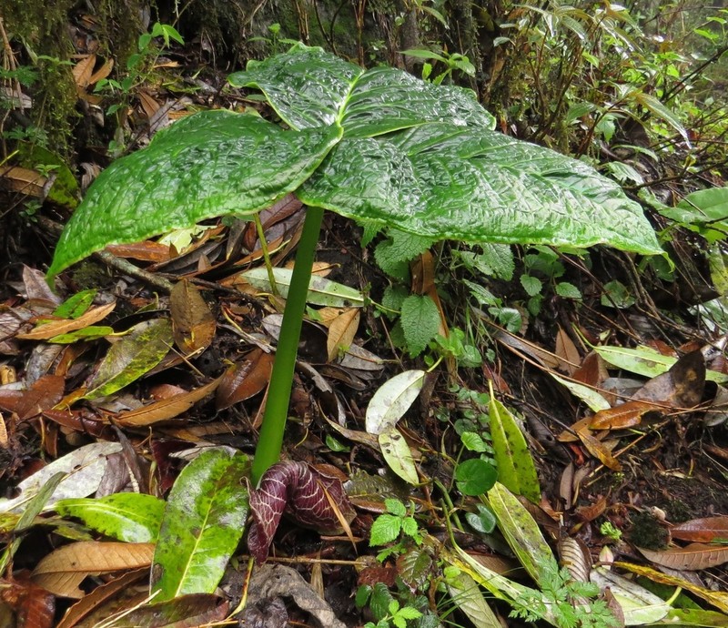 Arisaema griffithii photo 8