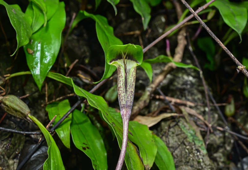 Arisaema guangxiense