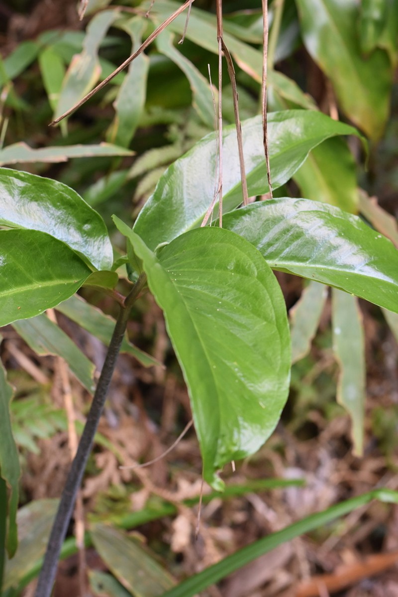 Arisaema hainanense