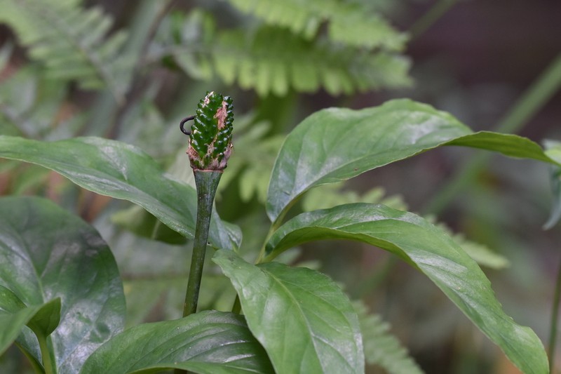 Arisaema hainanense photo 2