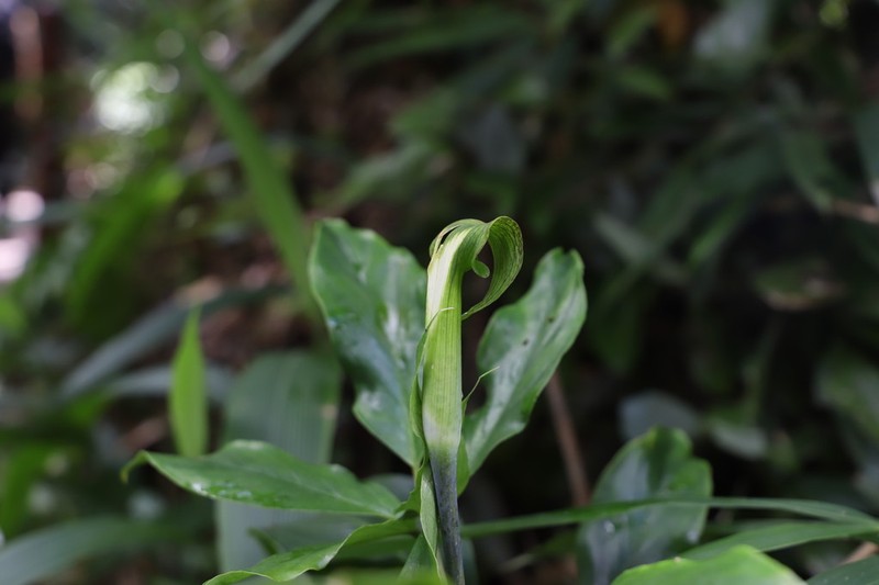 Arisaema hainanense photo 3
