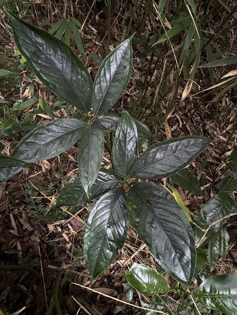 Arisaema hainanense photo 4