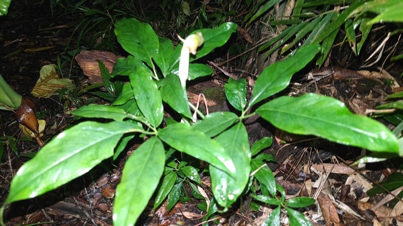 Arisaema hainanense photo 5