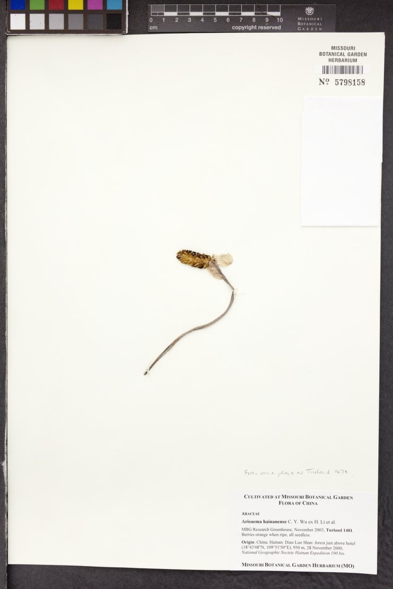 Arisaema hainanense photo 8