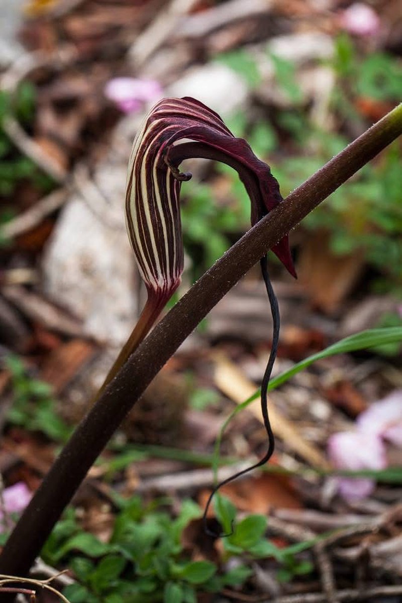 Arisaema handelii