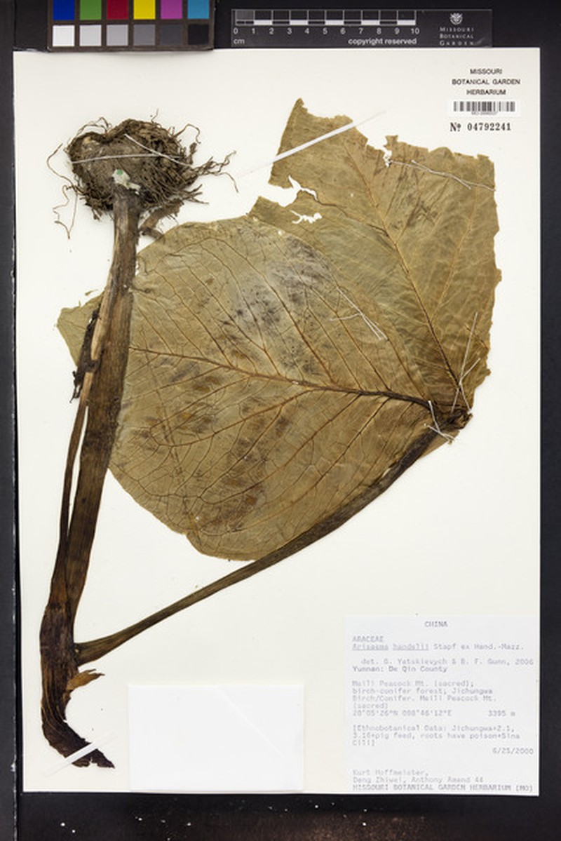 Arisaema handelii photo 3