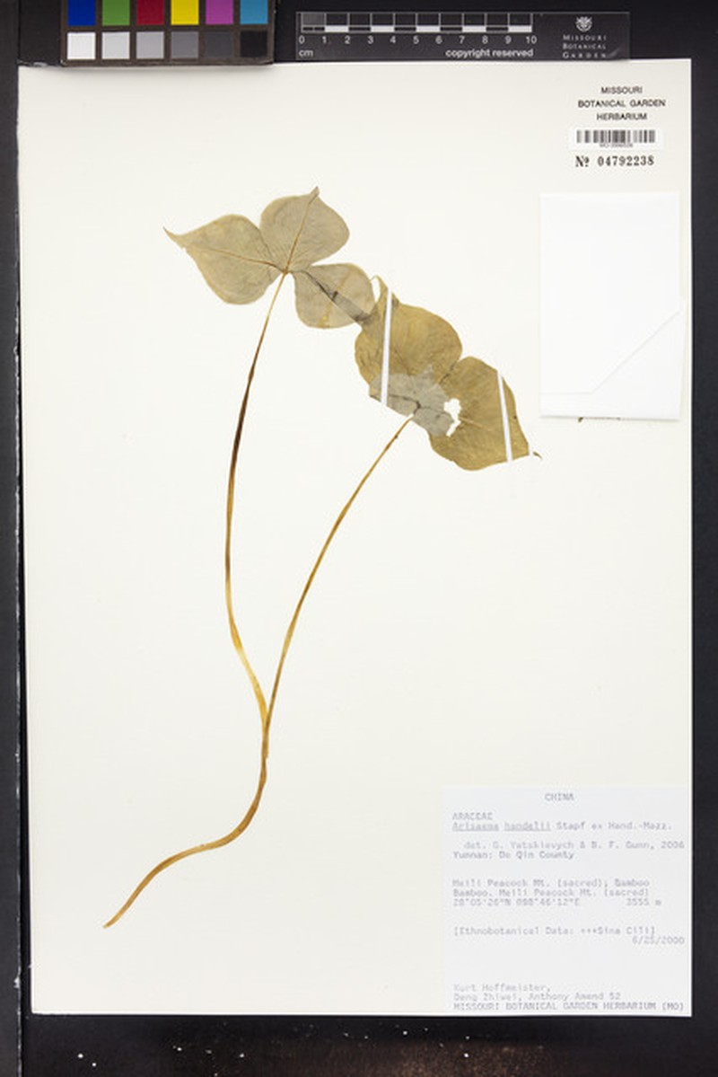 Arisaema handelii photo 4