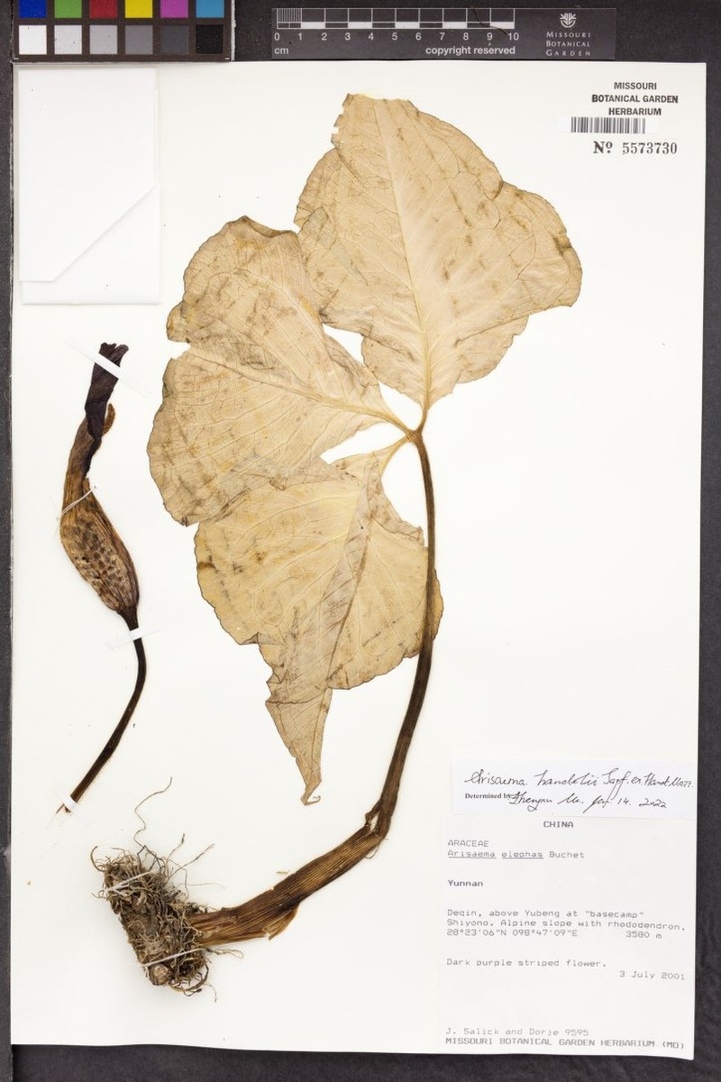 Arisaema handelii photo 5
