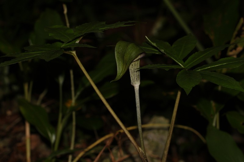 Arisaema heterocephalum