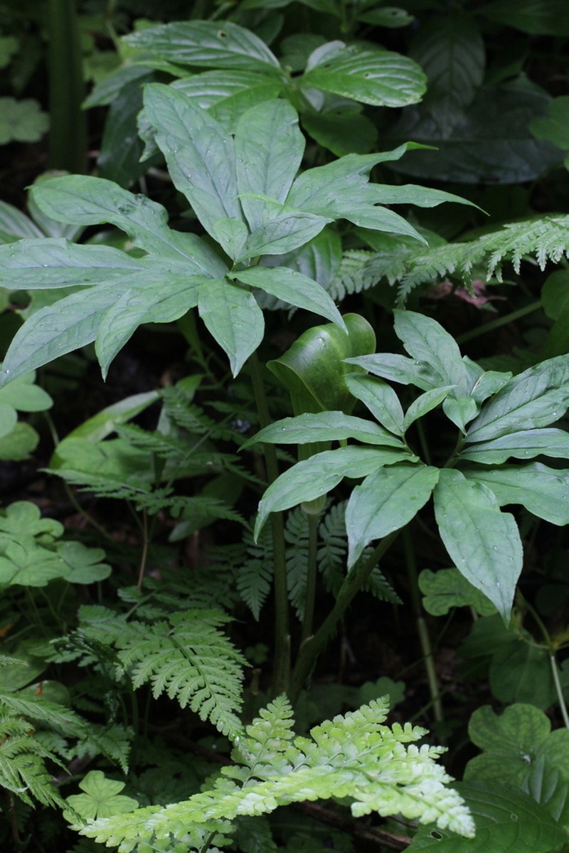 Arisaema heterocephalum photo 2