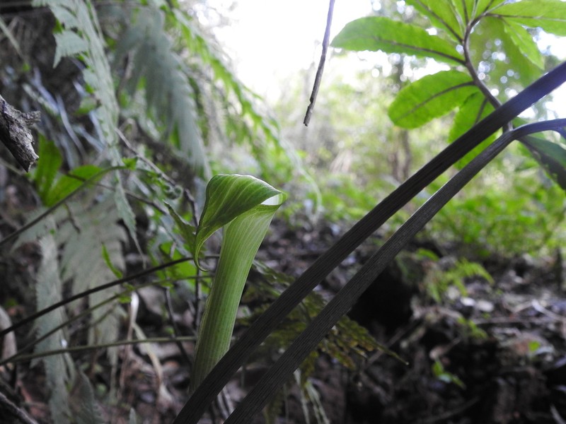 Arisaema heterocephalum photo 3