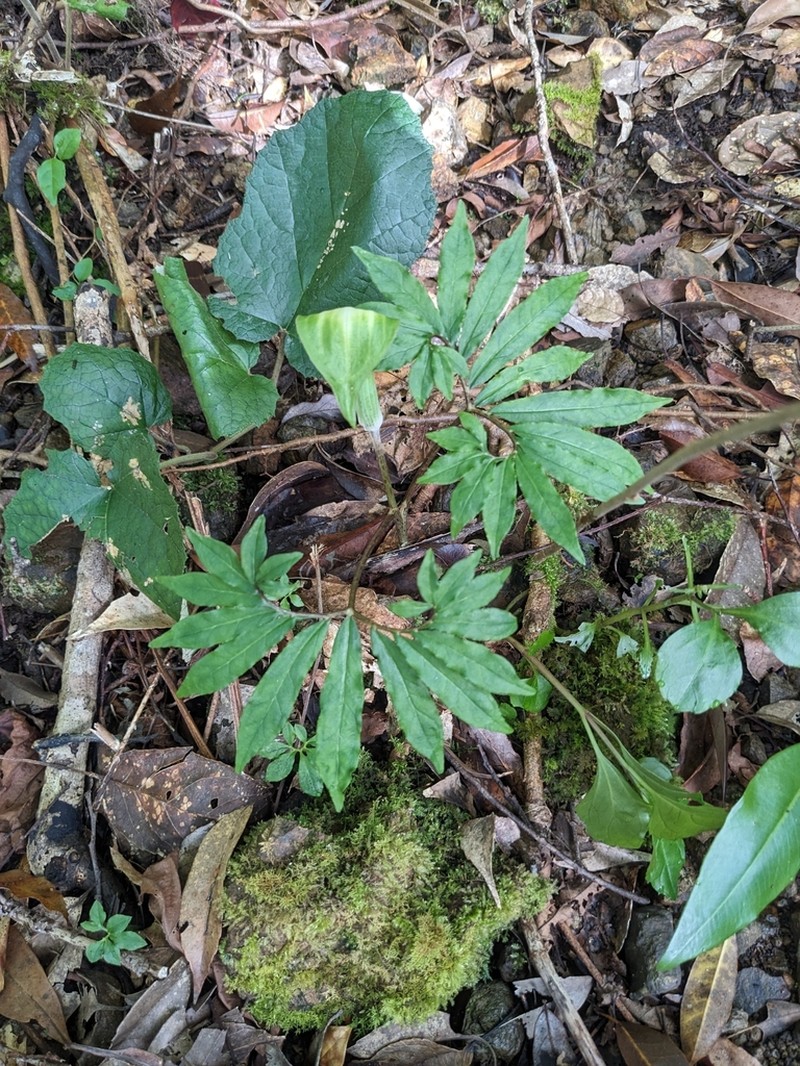 Arisaema heterocephalum photo 4
