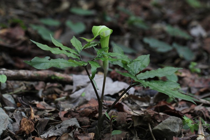 Arisaema heterocephalum photo 5