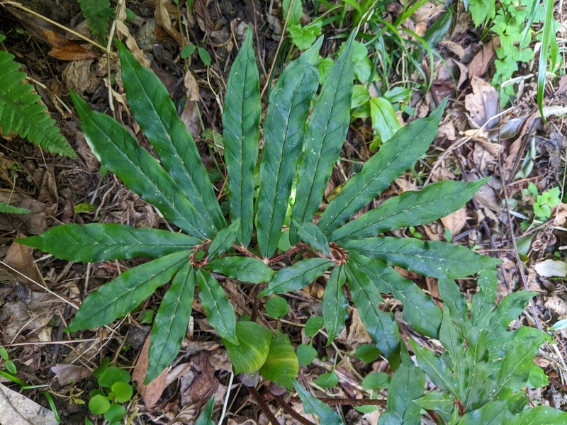 Arisaema heterocephalum photo 6