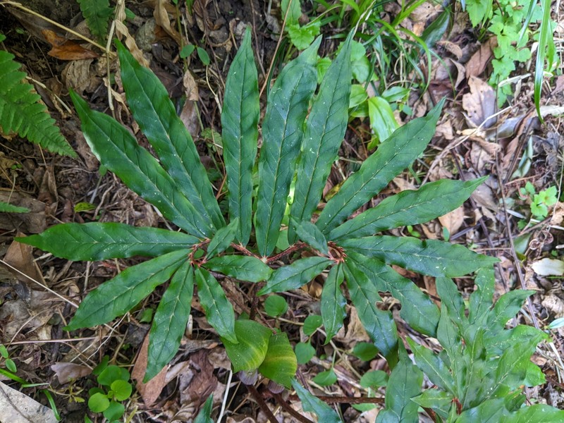 Arisaema heterocephalum photo 8