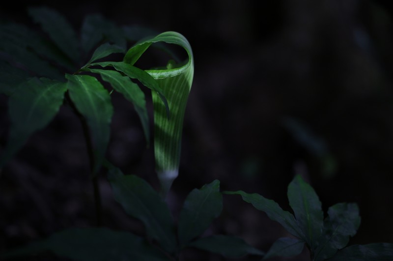 Arisaema heterocephalum subsp. heterocephalum