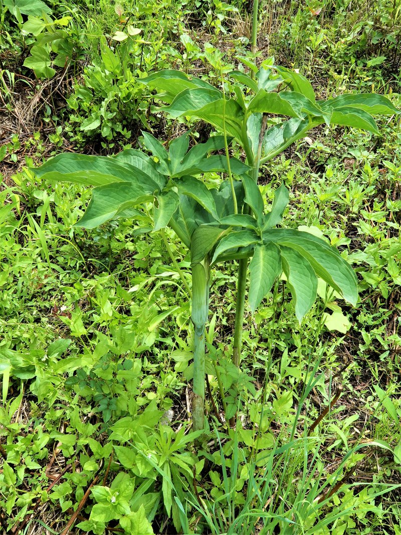 Arisaema