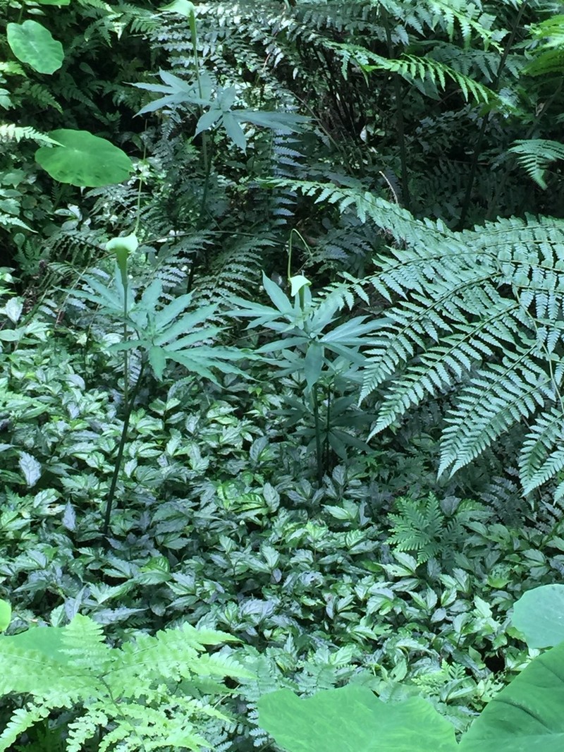 Arisaema photo 2