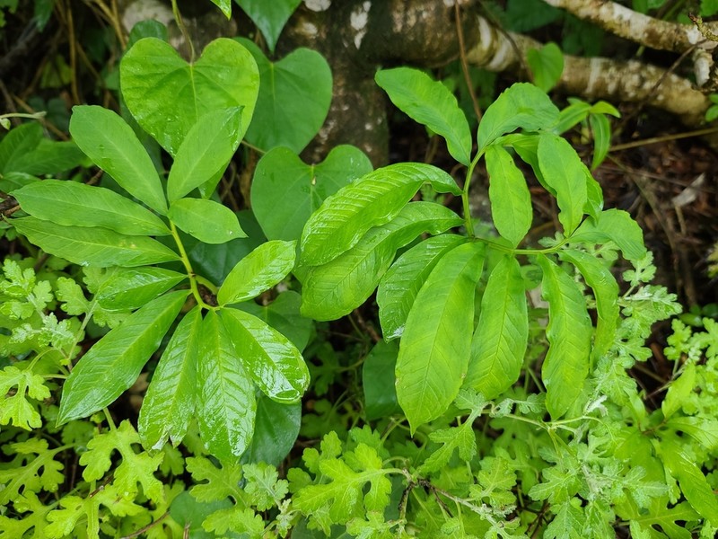 Arisaema photo 3