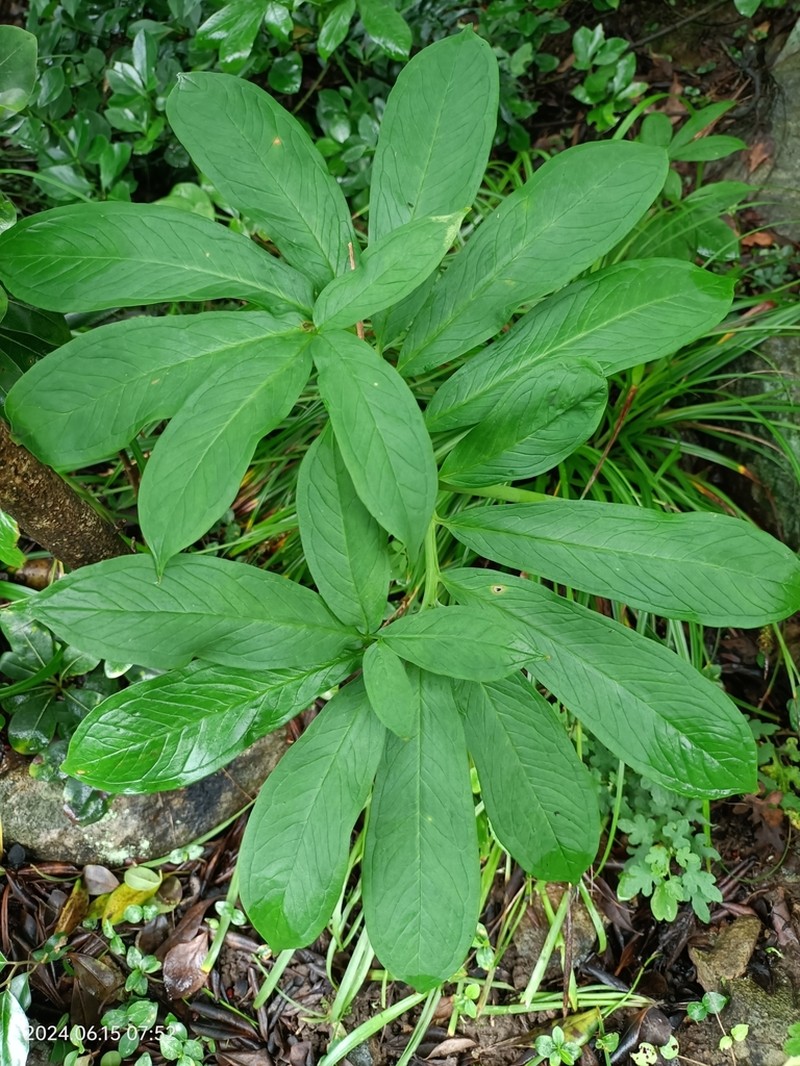 Arisaema photo 4