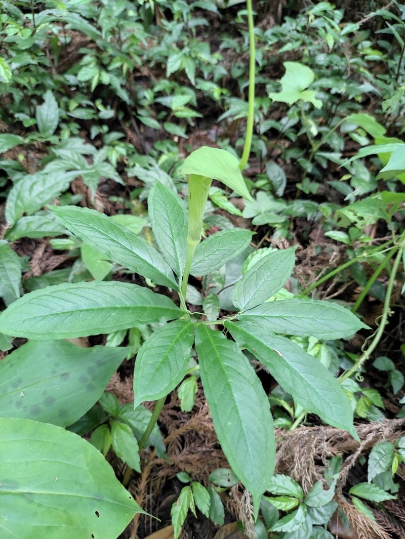 Arisaema photo 5