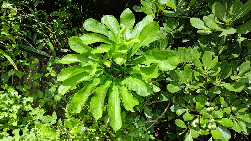 Arisaema photo 7