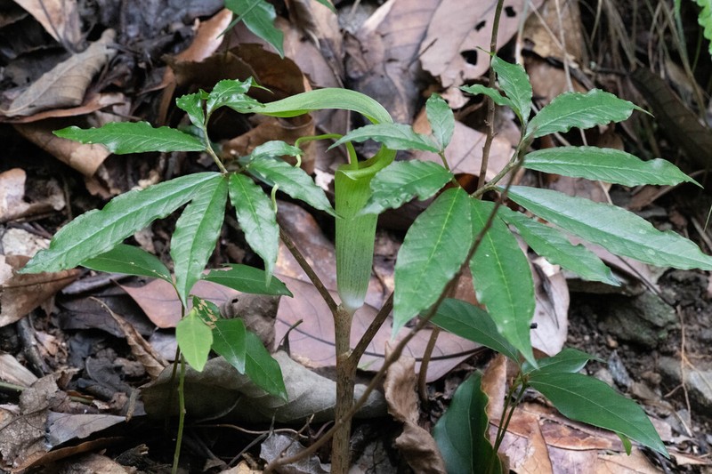 Arisaema hunanense