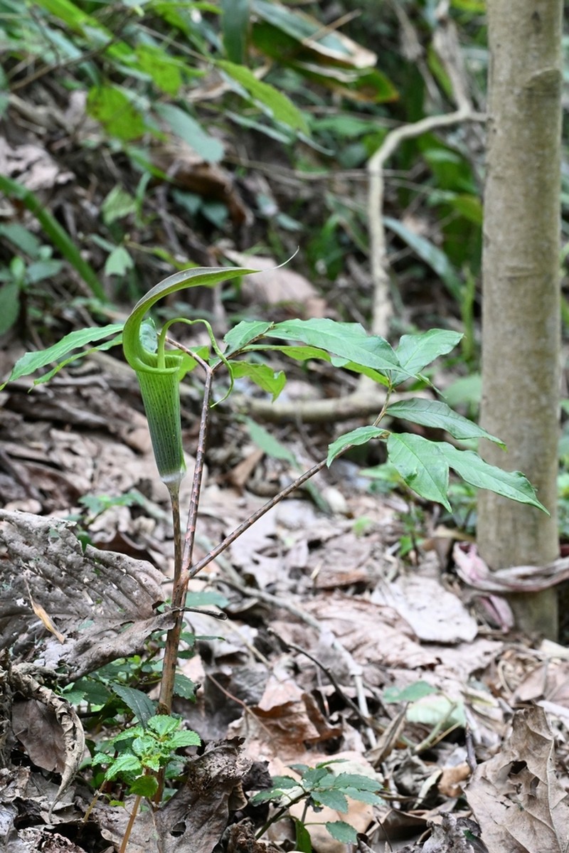 Arisaema hunanense photo 2