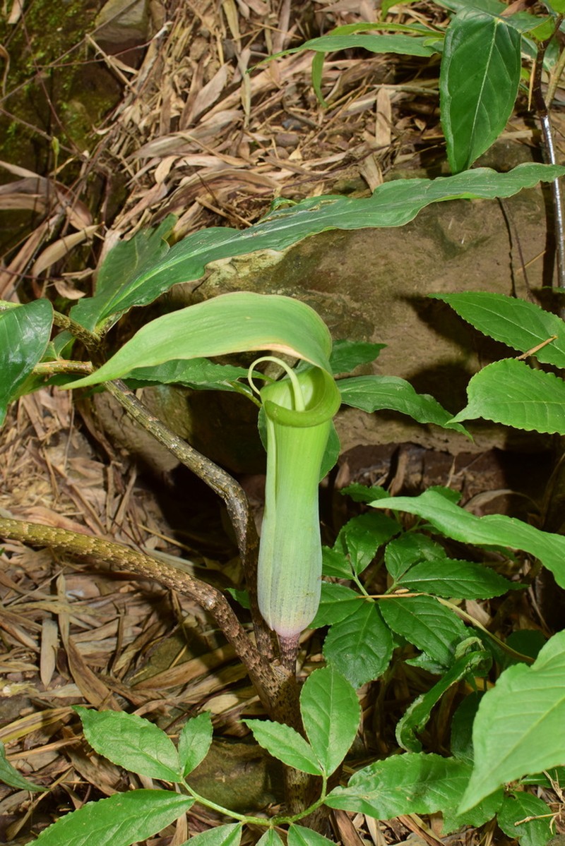 Arisaema hunanense photo 3