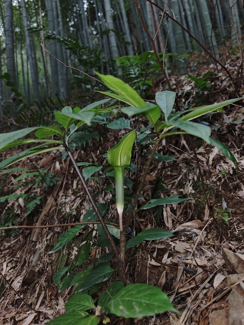 Arisaema hunanense photo 4