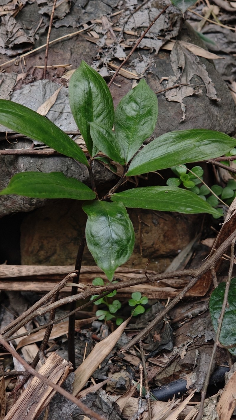 Arisaema hunanense photo 5
